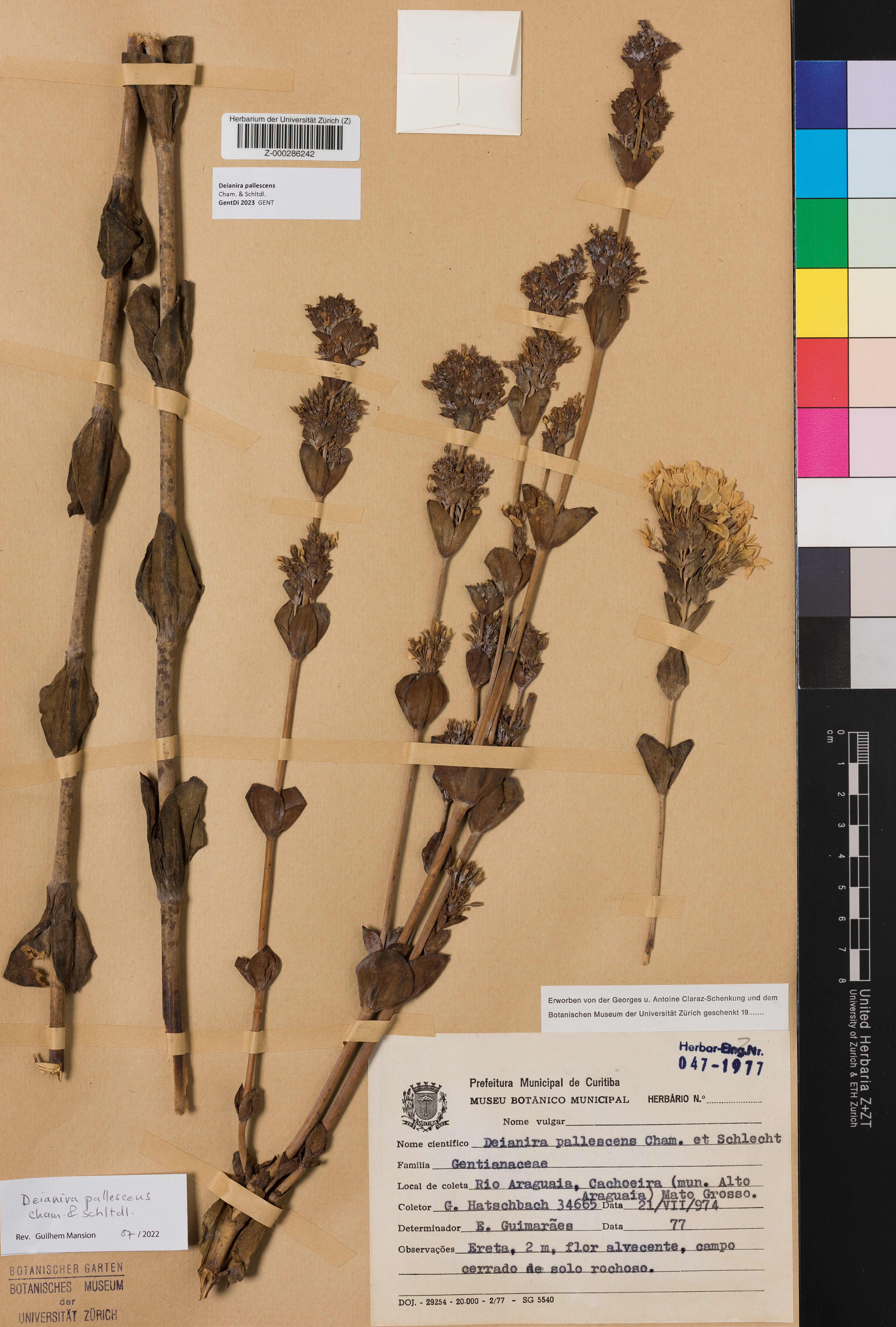 Deianira pallescens